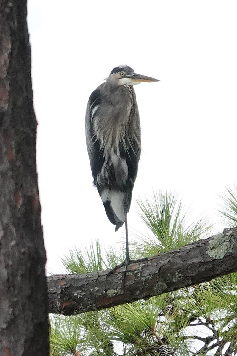 Great Blue Heron - ML623854159