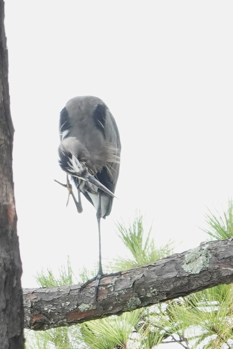 Great Blue Heron - Allison Graves