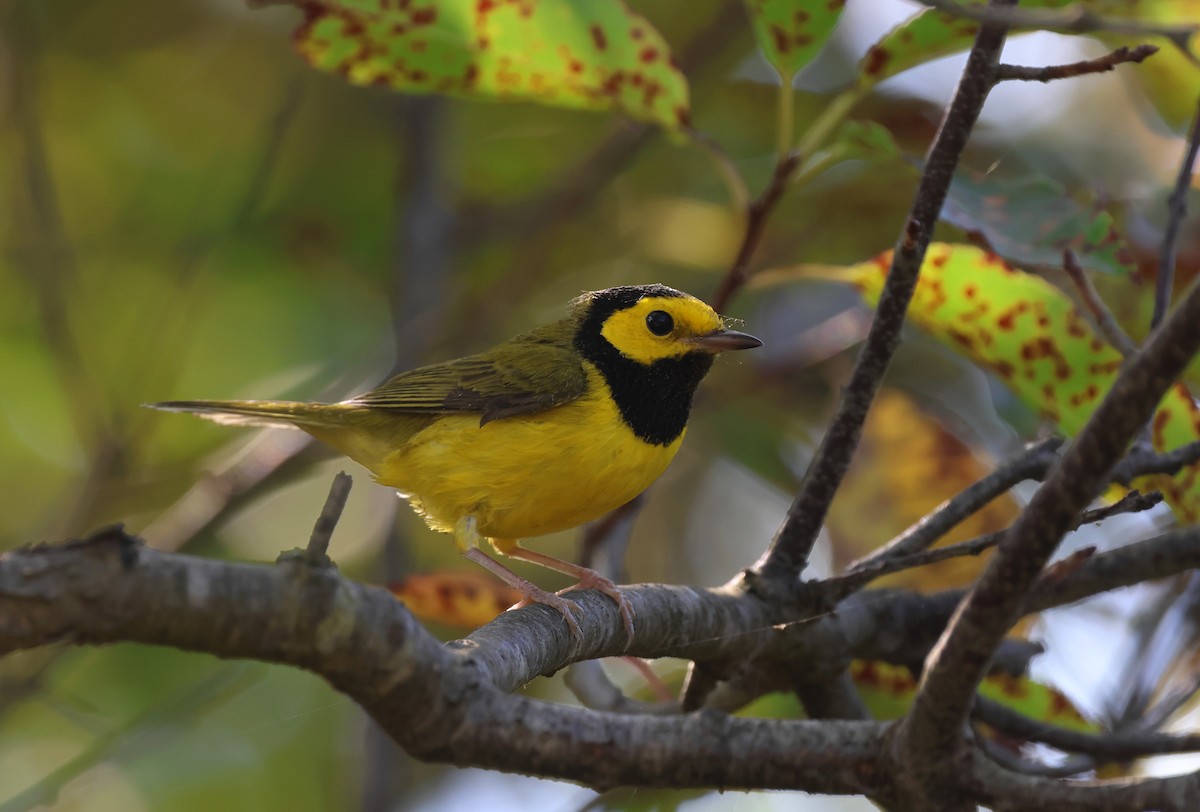 Hooded Warbler - ML623854177