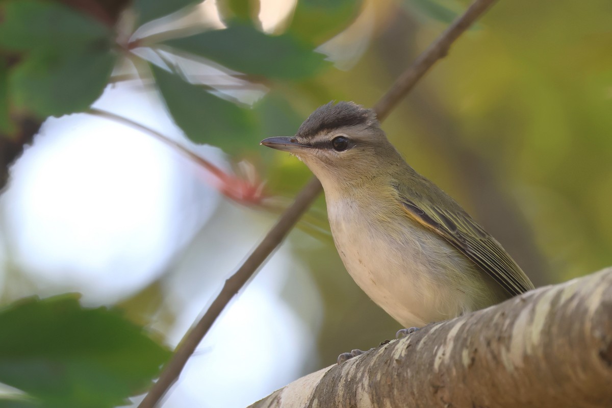 Red-eyed Vireo - ML623854182