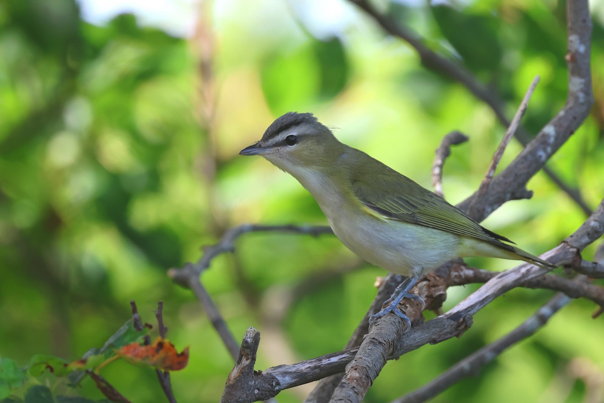 Red-eyed Vireo - ML623854199