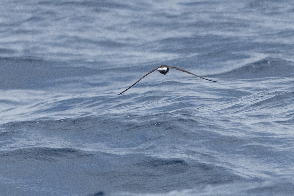 Leach's Storm-Petrel - ML623854215