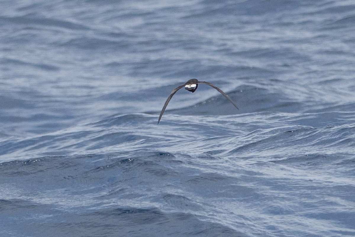 Leach's Storm-Petrel - ML623854216