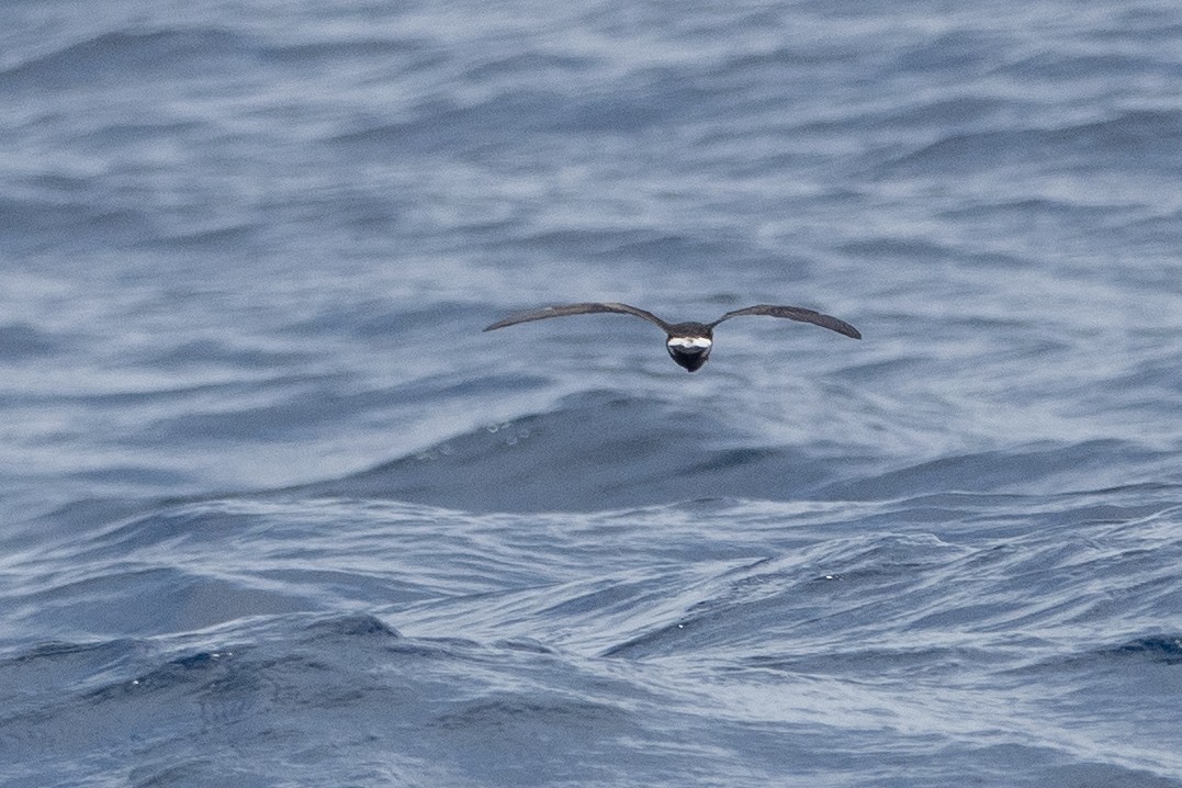 Leach's Storm-Petrel - ML623854217