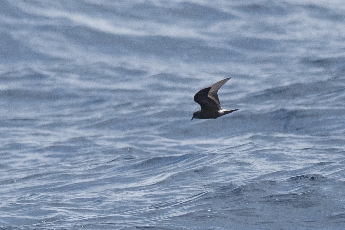 Leach's Storm-Petrel - ML623854218