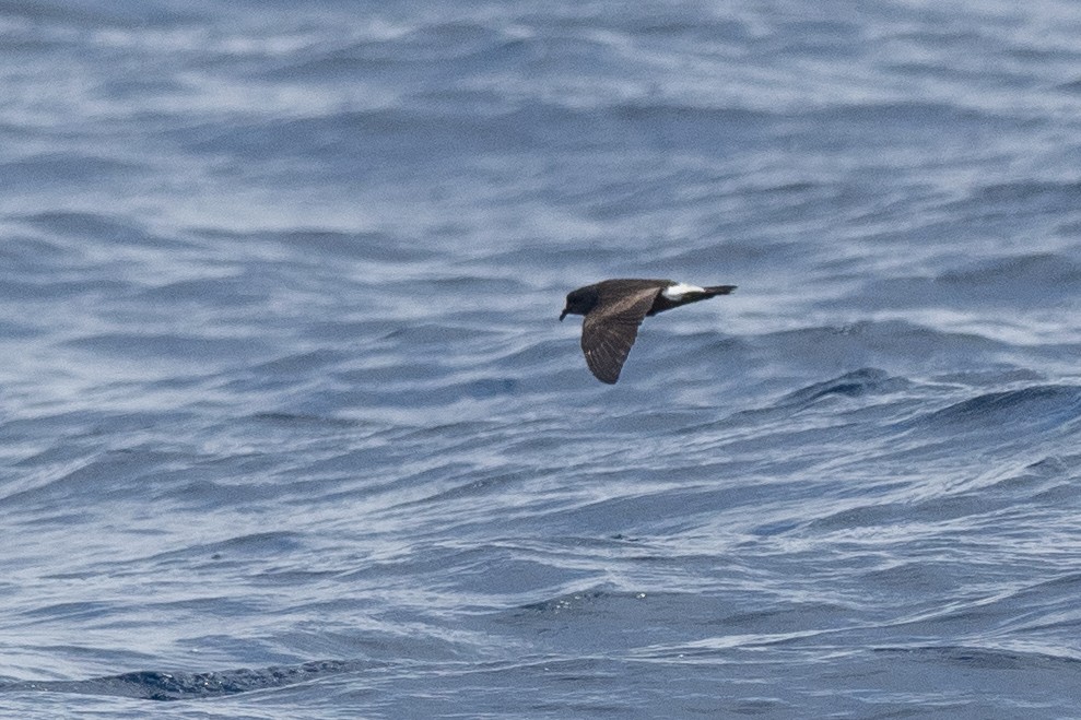 Leach's Storm-Petrel - ML623854219