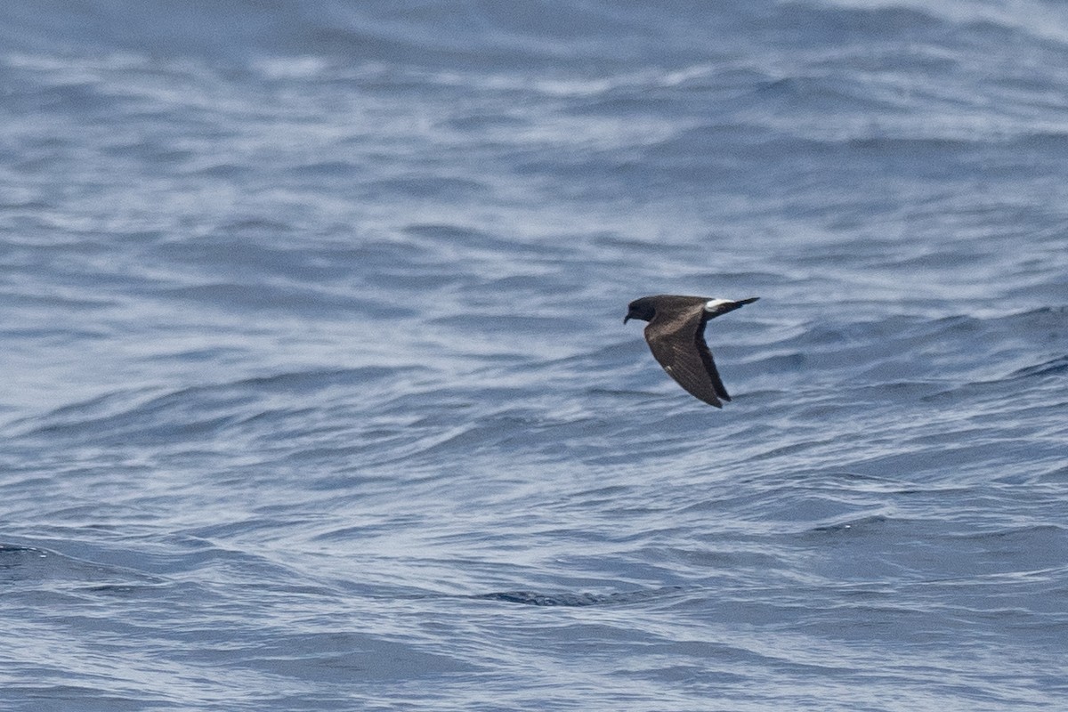 Leach's Storm-Petrel - ML623854221