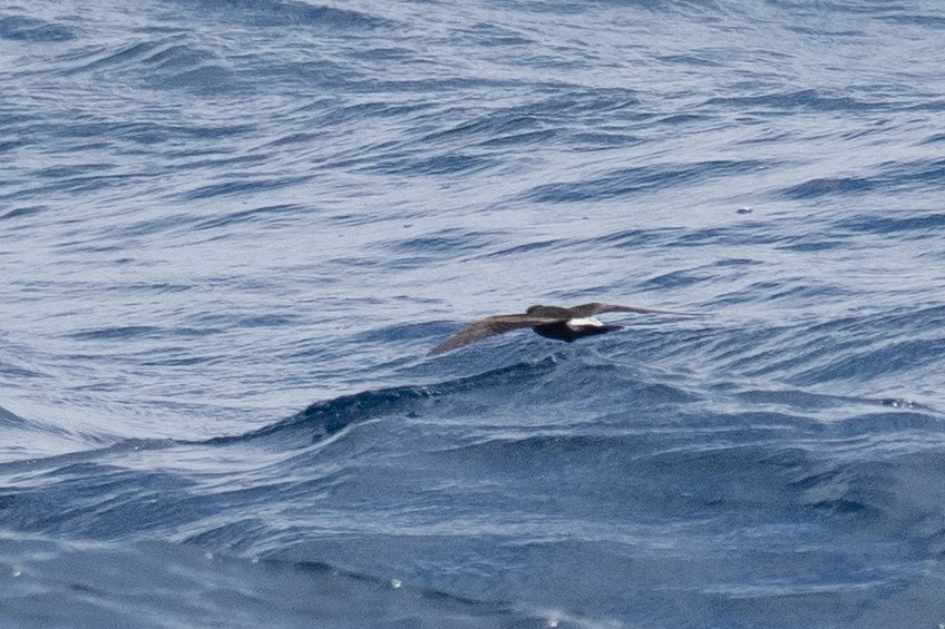 Leach's Storm-Petrel - ML623854223