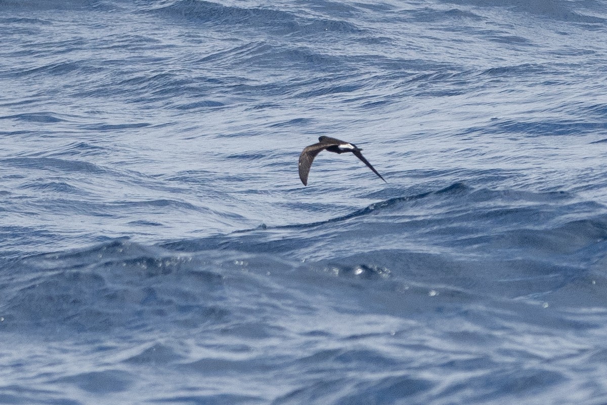 Leach's Storm-Petrel - ML623854224