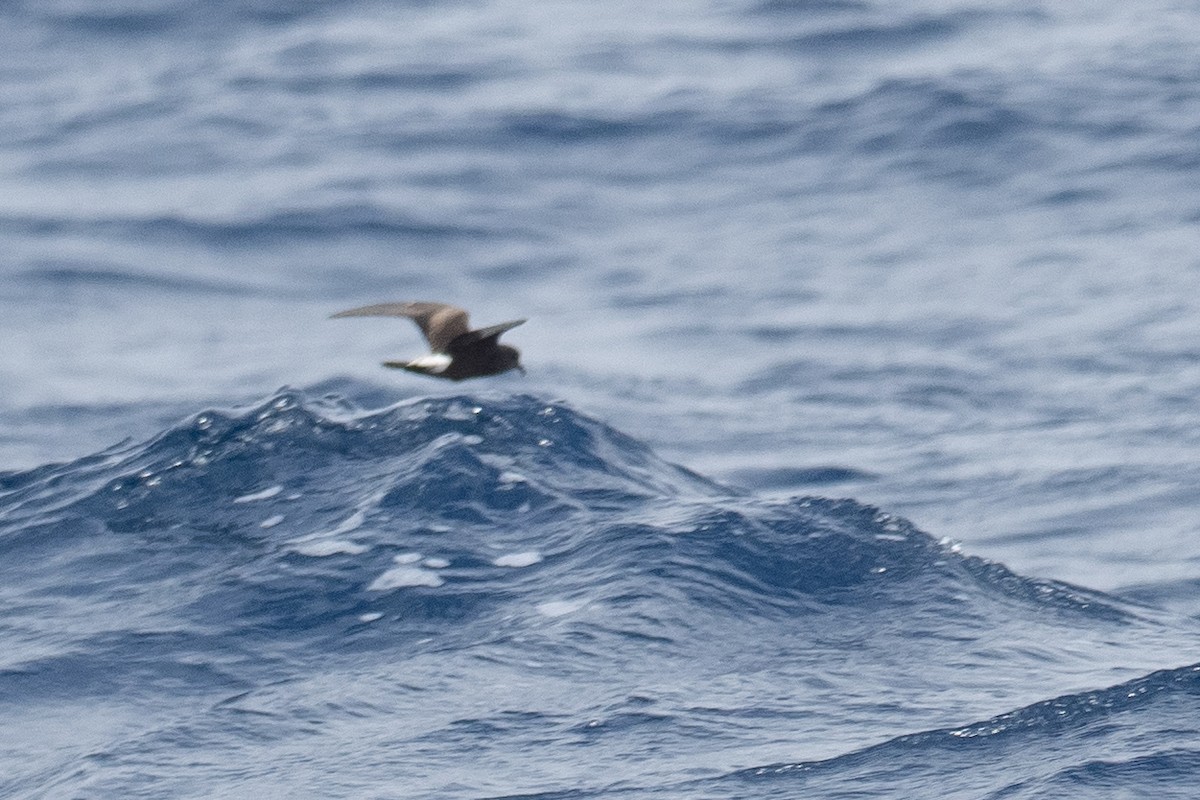 Leach's Storm-Petrel - ML623854225