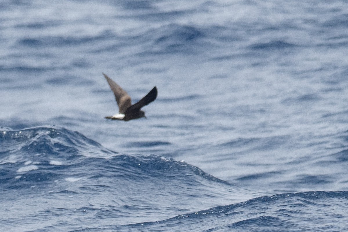 Leach's Storm-Petrel - ML623854227