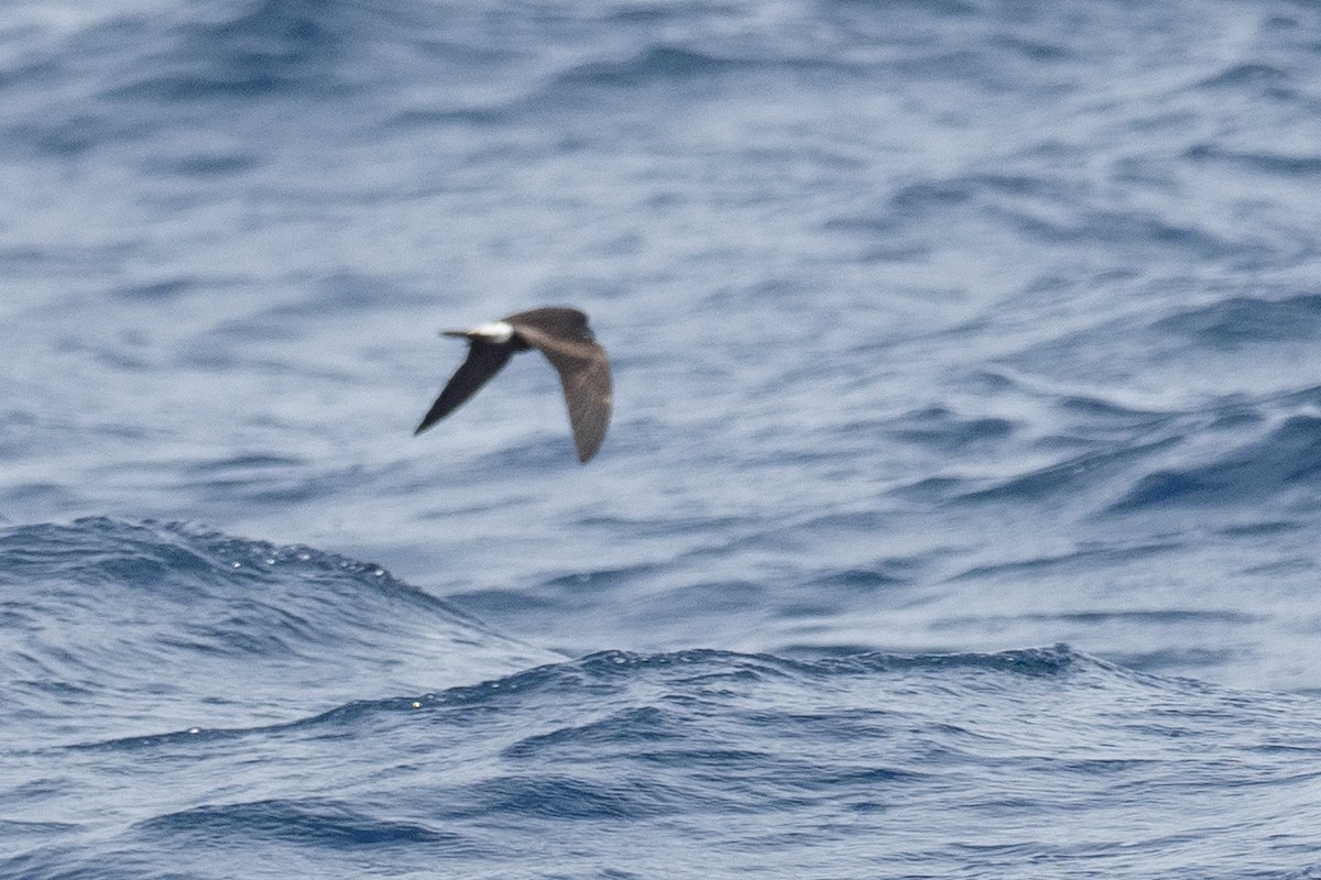 Leach's Storm-Petrel - ML623854229