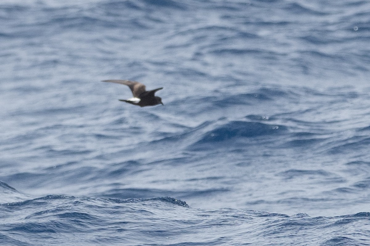 Leach's Storm-Petrel - ML623854230