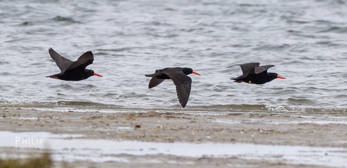 Sooty Oystercatcher - ML623854231