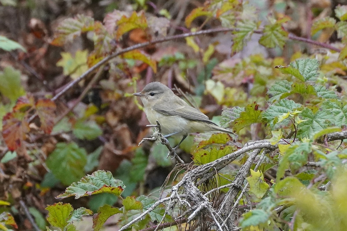 Warbling Vireo - William Legge