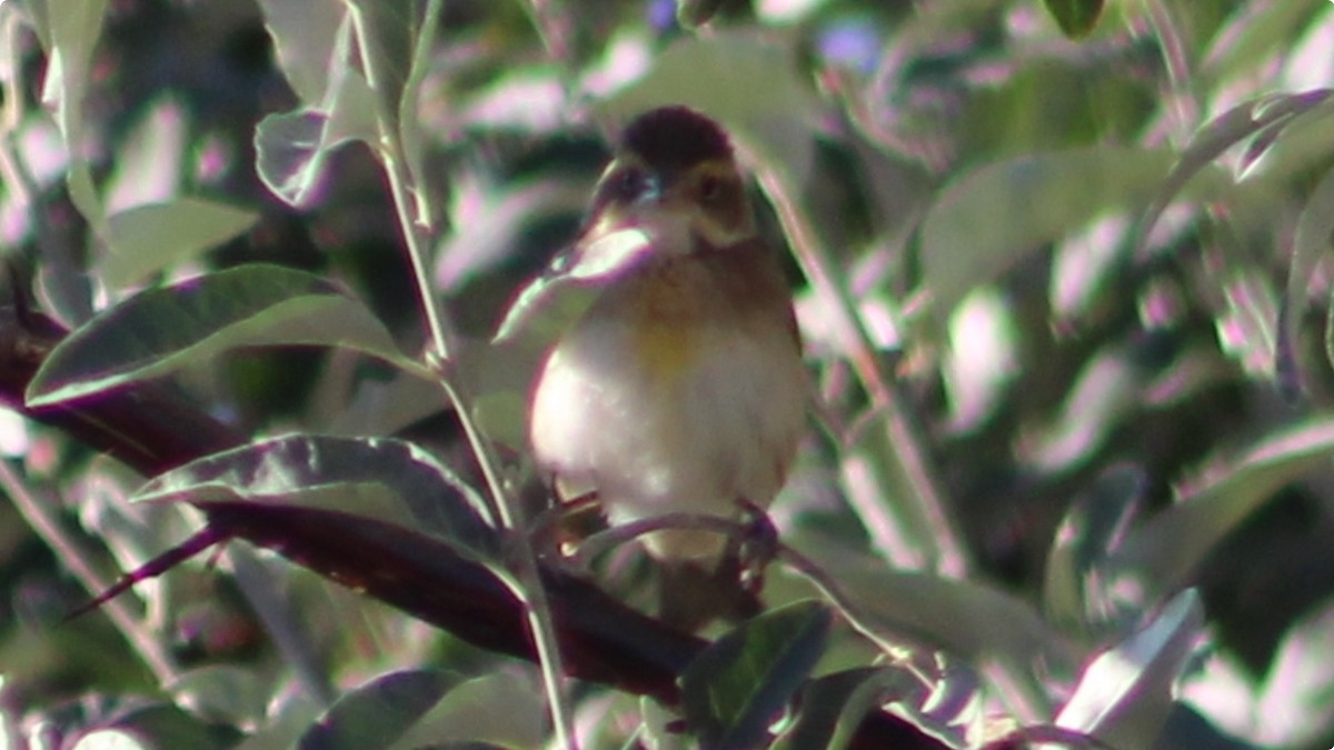 Dickcissel - Joe Scionti