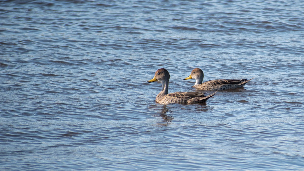 Yellow-billed Pintail - ML623854278