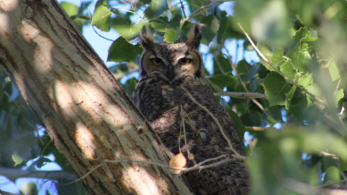 Great Horned Owl - Joe Scionti