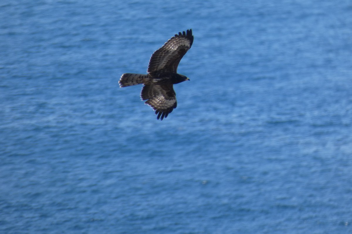 Mäusebussard - ML623854280