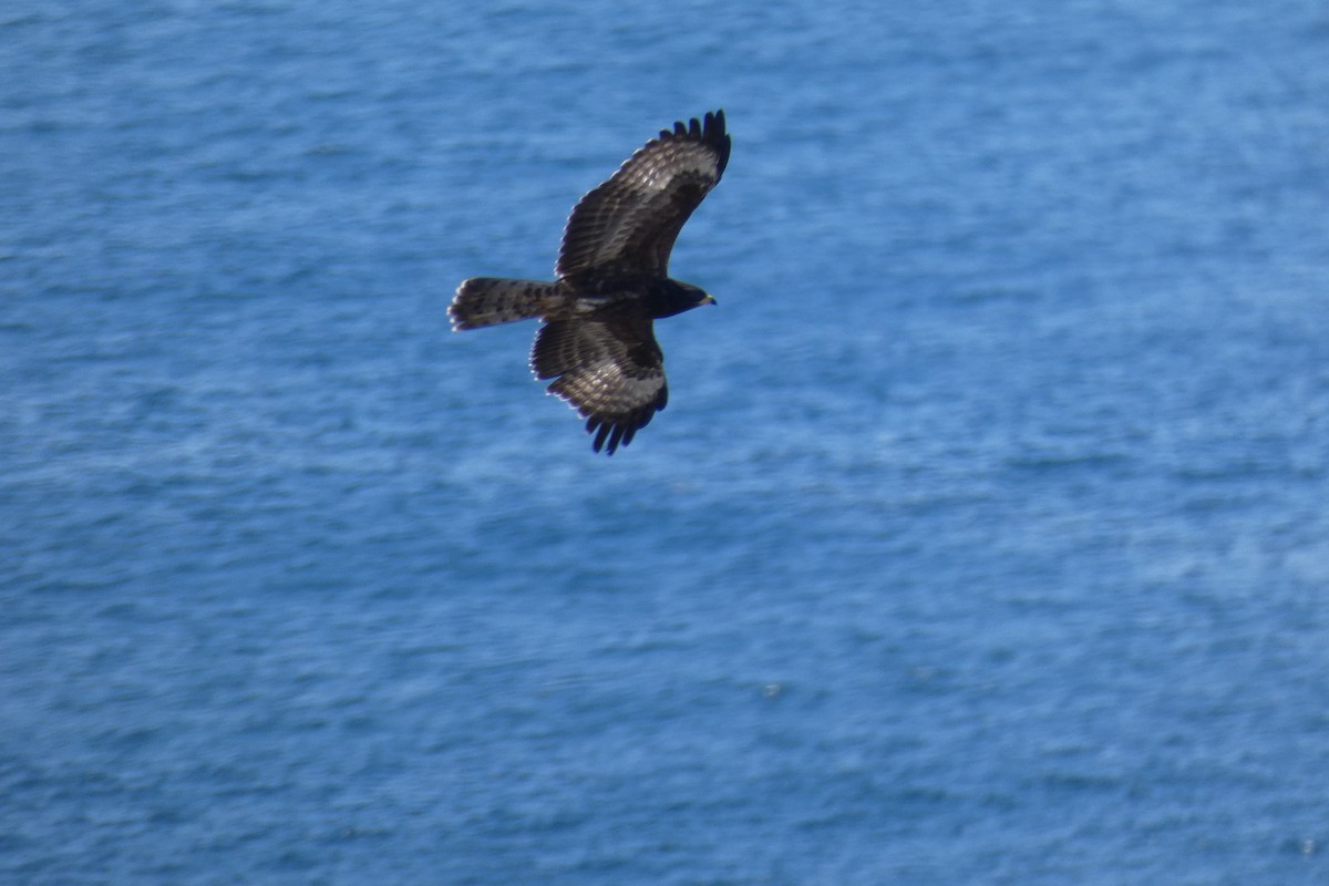 Common Buzzard - ML623854280