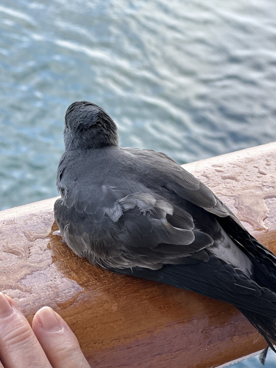 Leach's Storm-Petrel - ML623854282