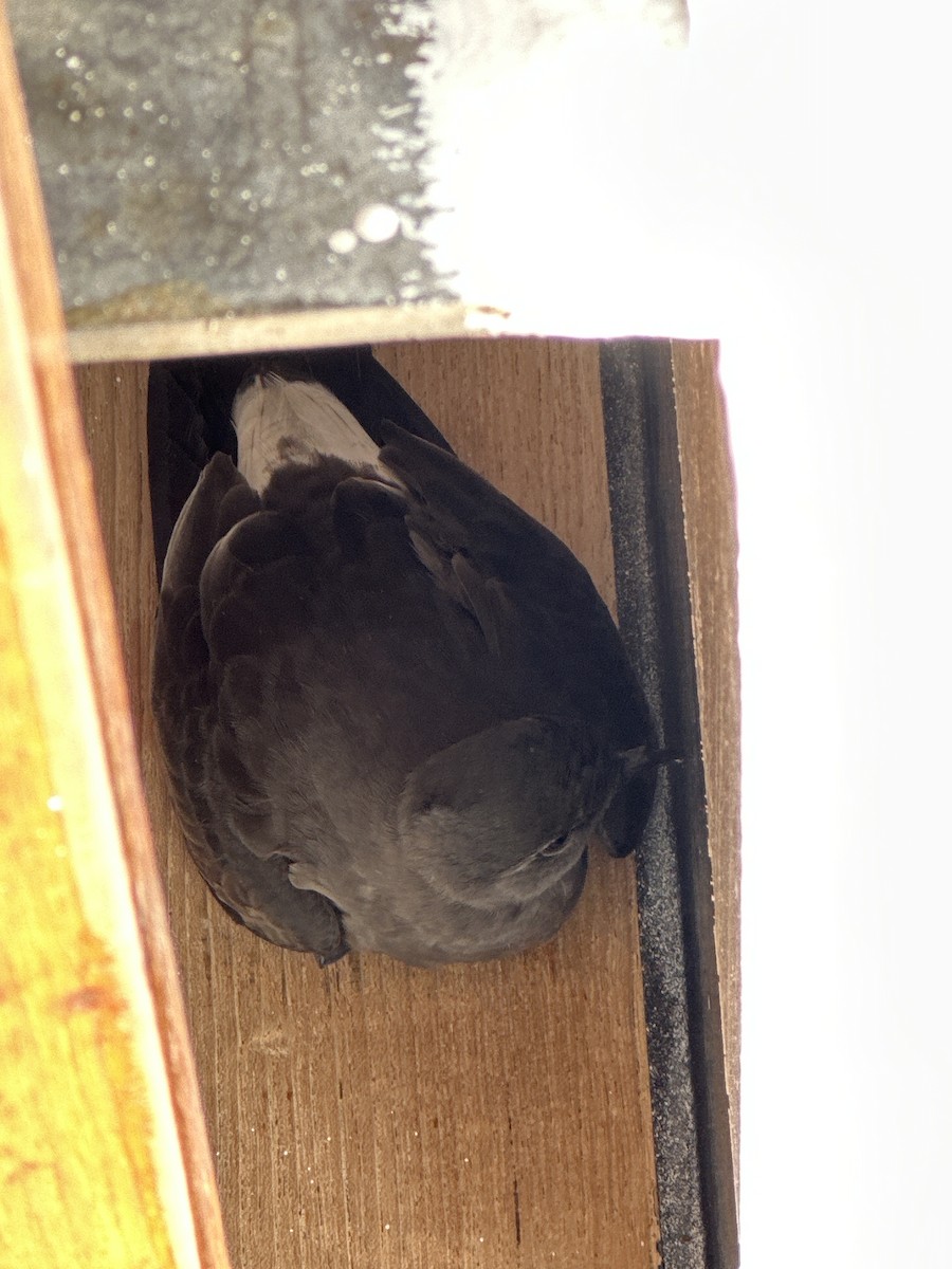 Leach's Storm-Petrel - Rosario Douglas