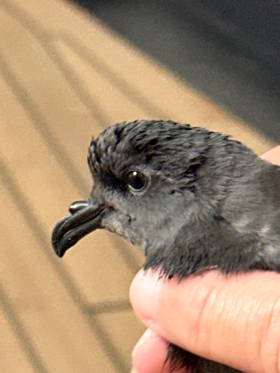 Leach's Storm-Petrel - ML623854294