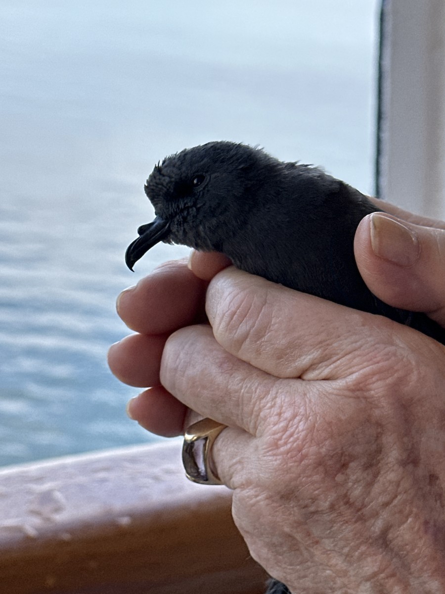 Leach's Storm-Petrel - ML623854301