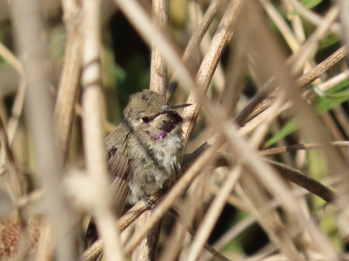 Costa's Hummingbird - ML623854305