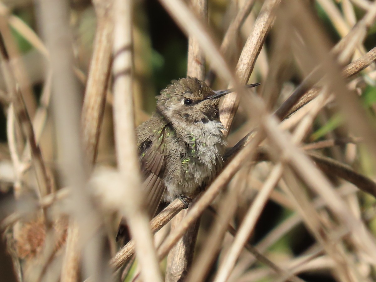 Costa's Hummingbird - ML623854311