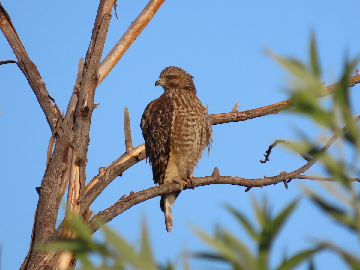 Red-shouldered Hawk (elegans) - ML623854325