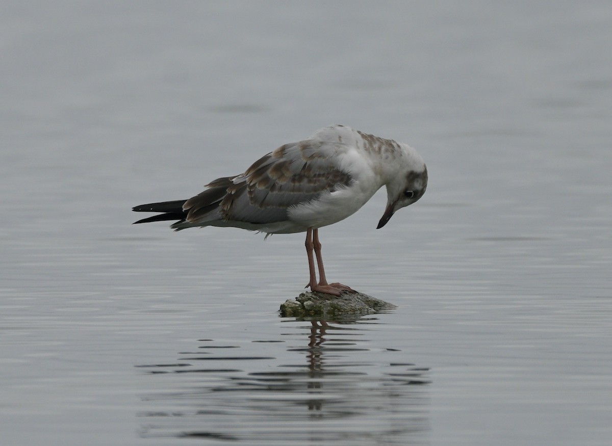 Gray-hooded Gull - ML623854326