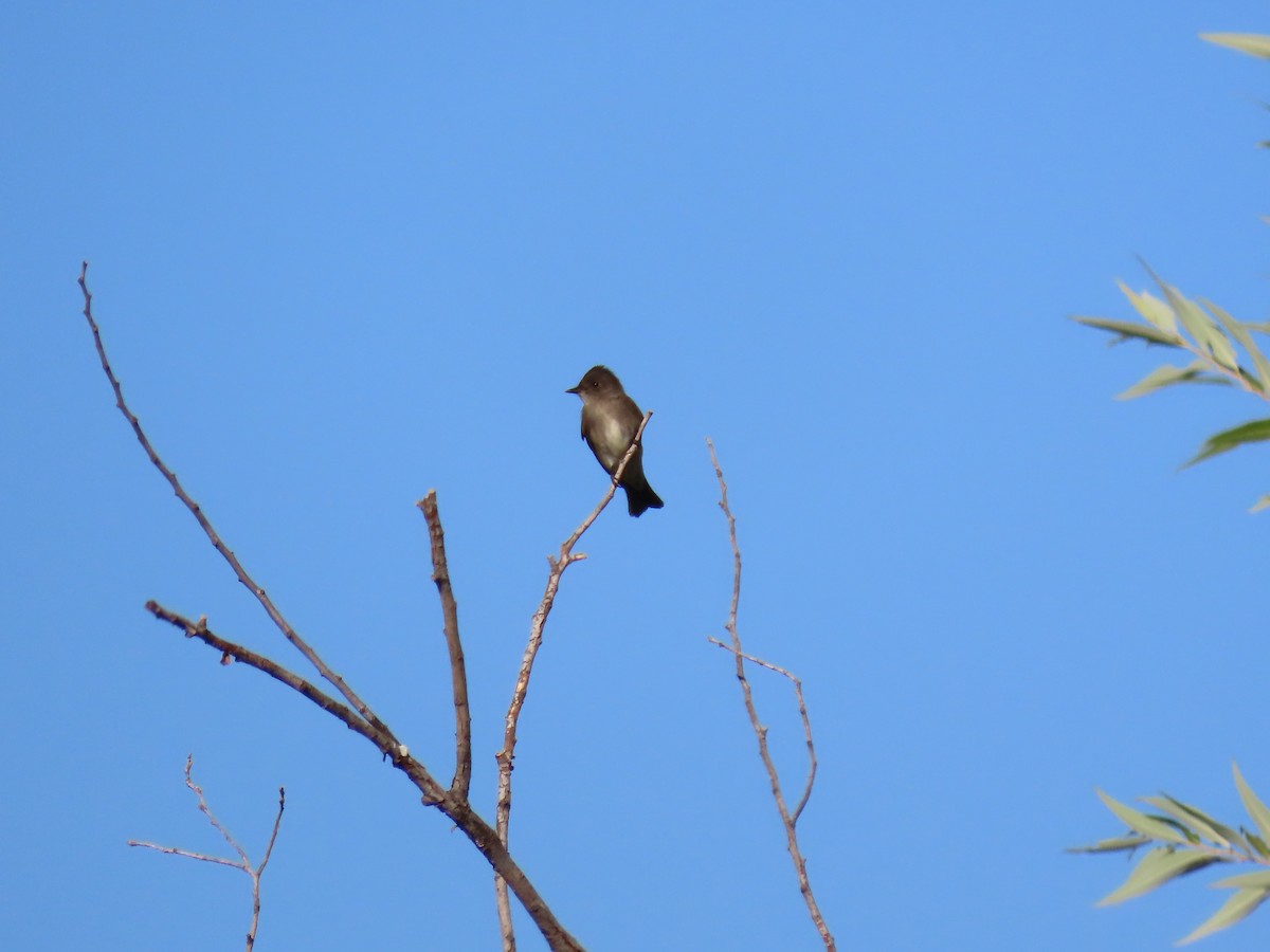 Western Wood-Pewee - ML623854331