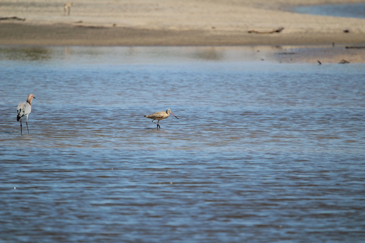 Marbled Godwit - ML623854358