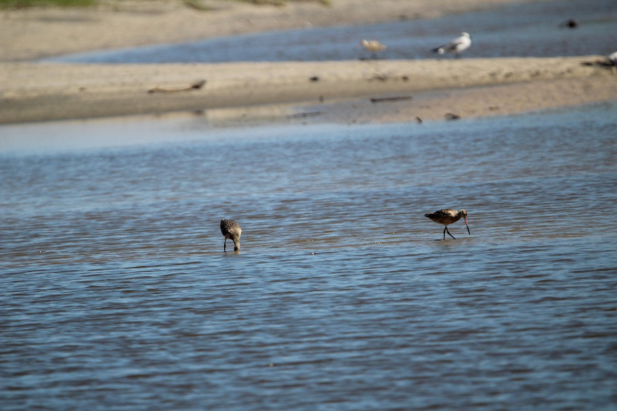 Marbled Godwit - ML623854360