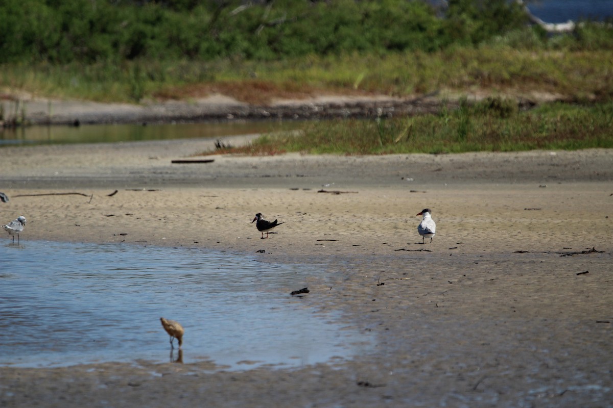 Black Skimmer - ML623854373