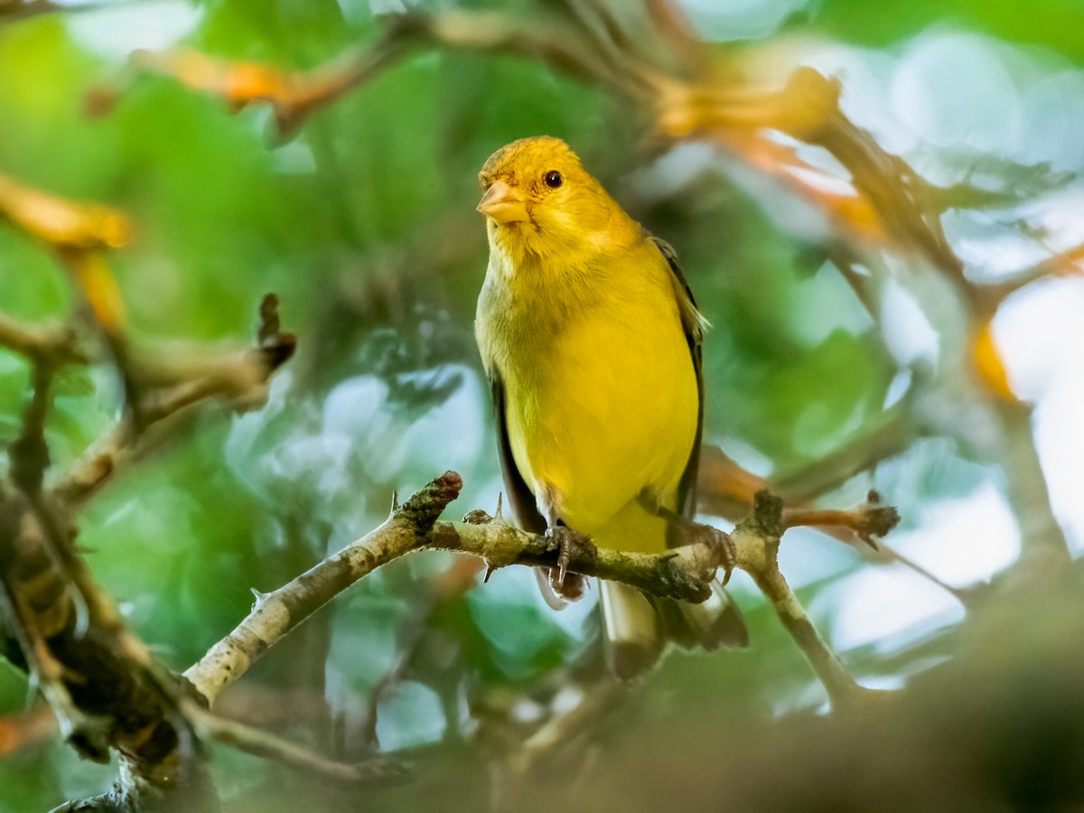 Lesser Goldfinch - ML623854376