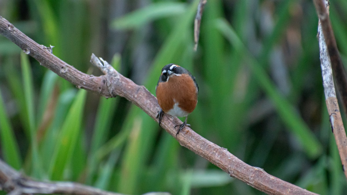 Black-and-rufous Warbling Finch - ML623854383