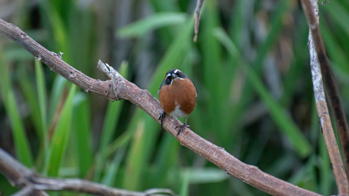 Black-and-rufous Warbling Finch - ML623854384