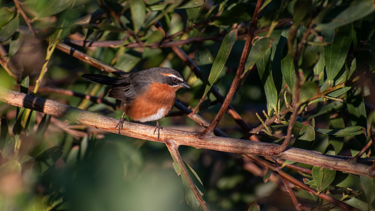 Black-and-rufous Warbling Finch - ML623854385