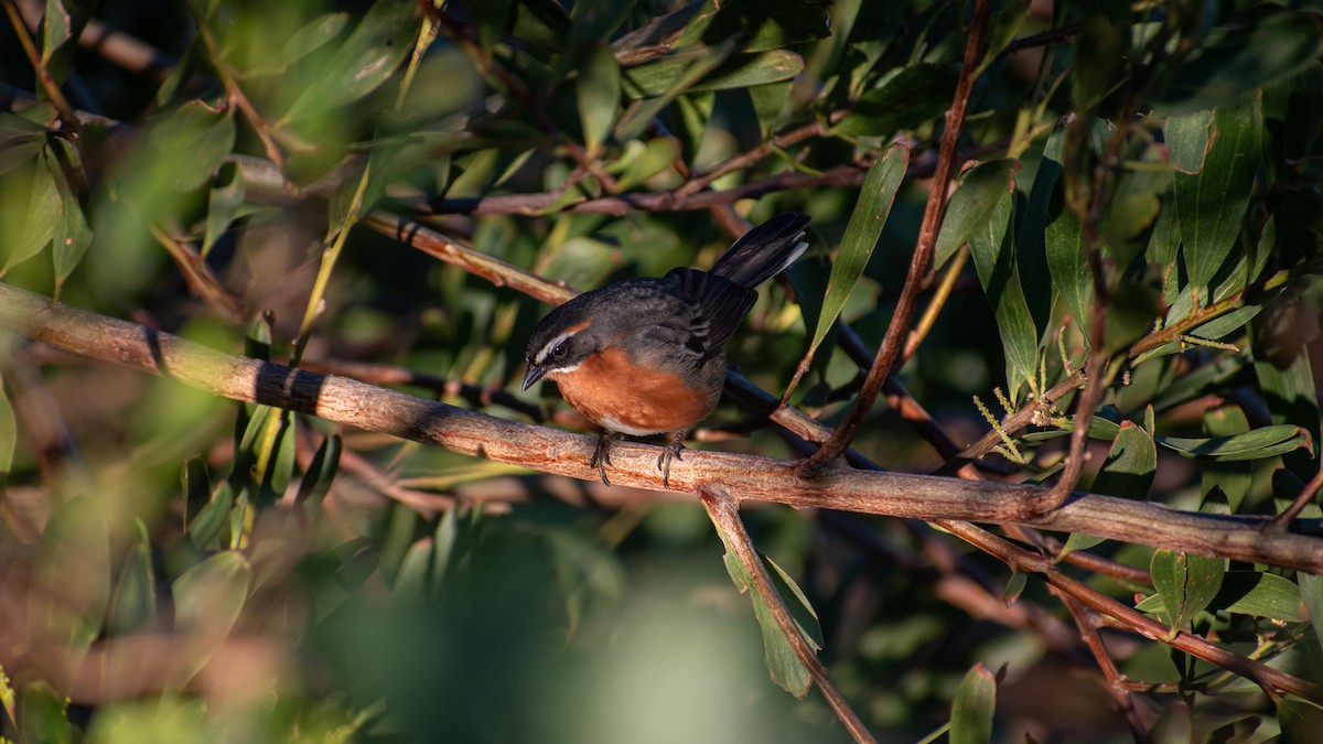 Black-and-rufous Warbling Finch - ML623854386