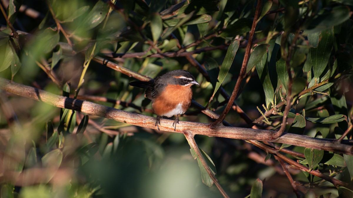 Black-and-rufous Warbling Finch - ML623854387