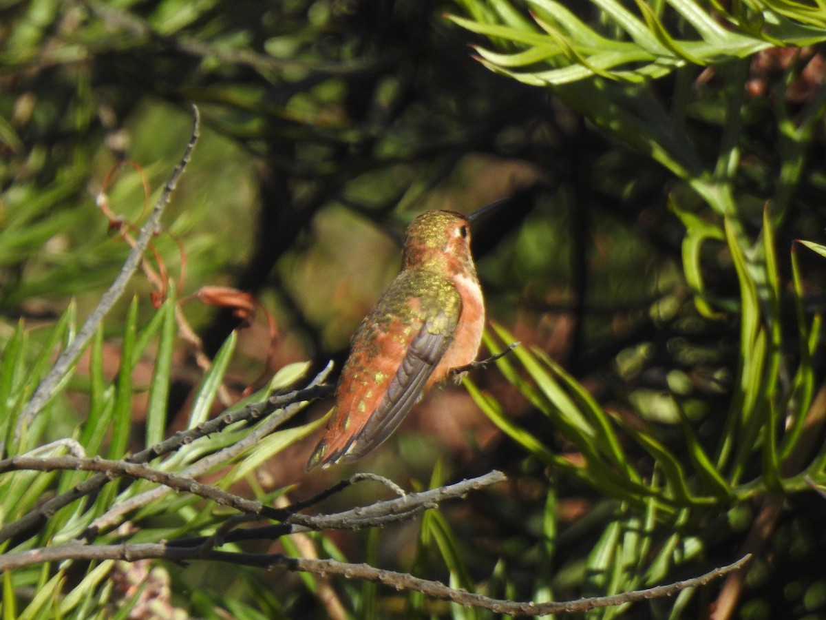 Rufous Hummingbird - ML623854402