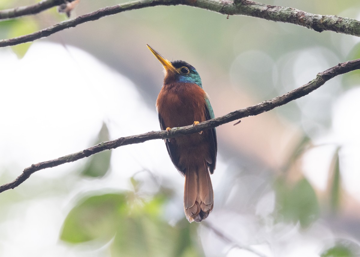 Blue-cheeked Jacamar - ML623854404