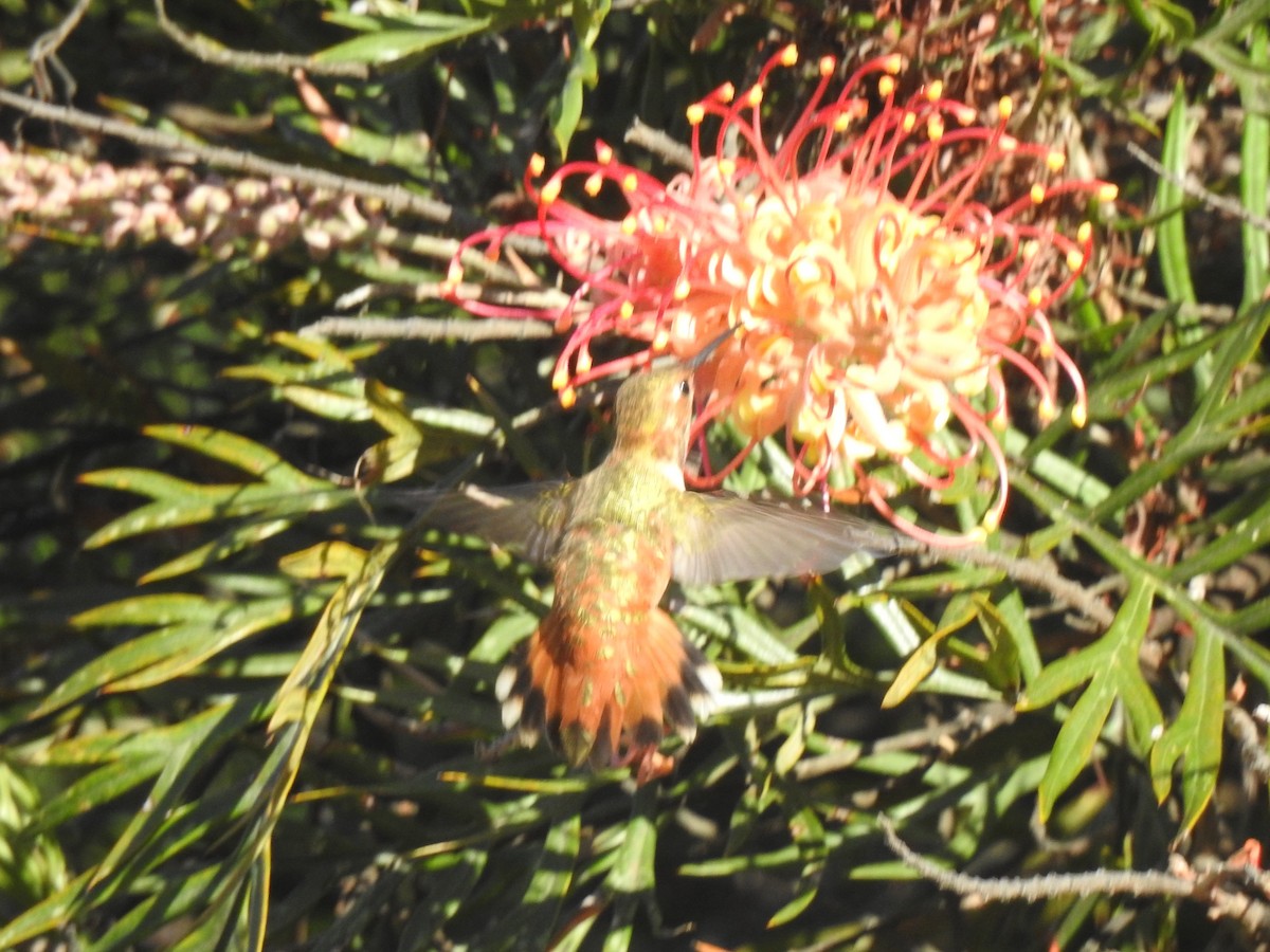 Rufous Hummingbird - ML623854410