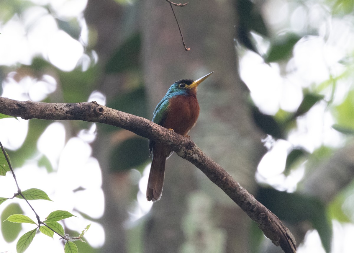 Blue-cheeked Jacamar - ML623854421