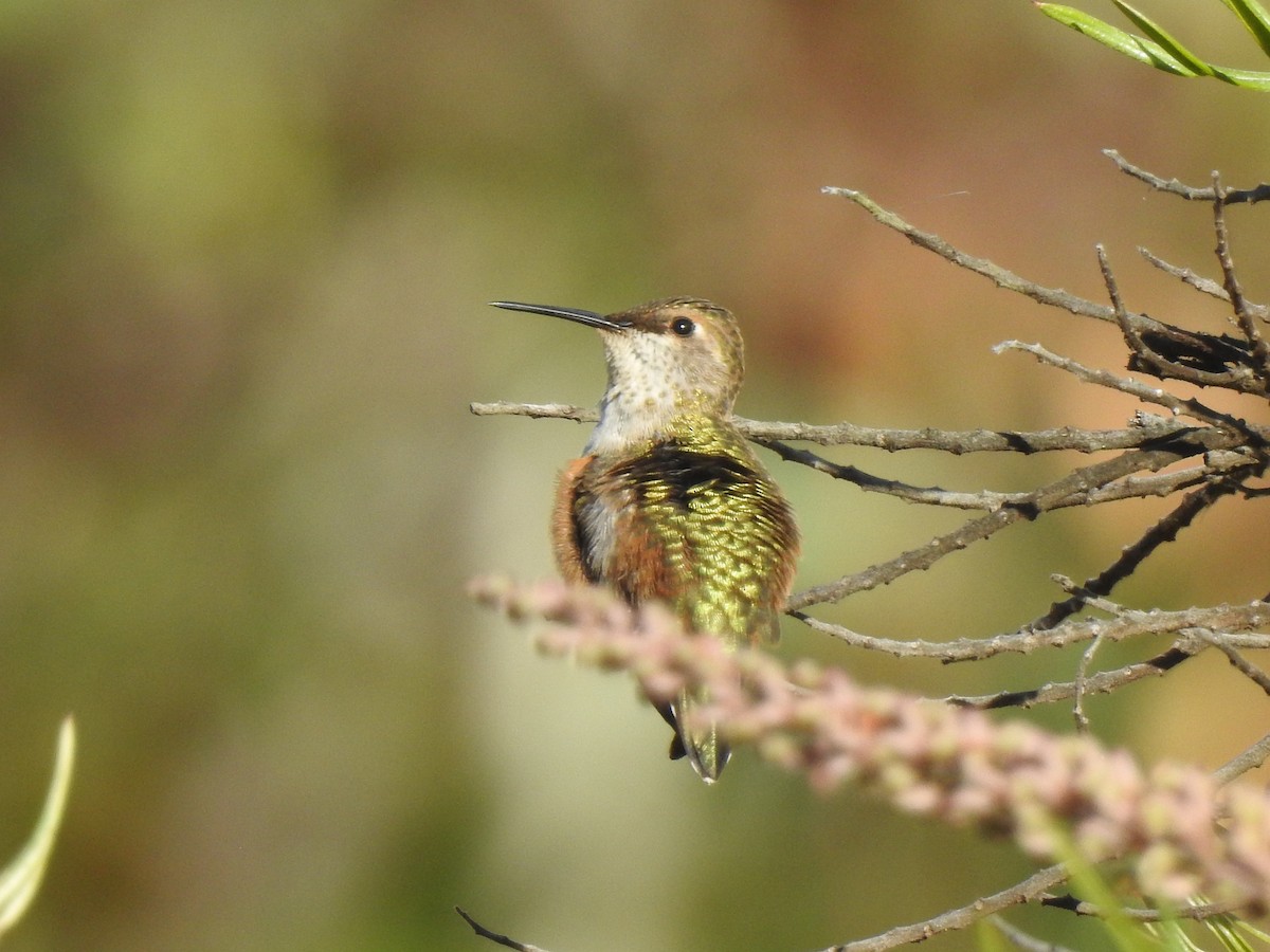 Rufous/Allen's Hummingbird - ML623854424