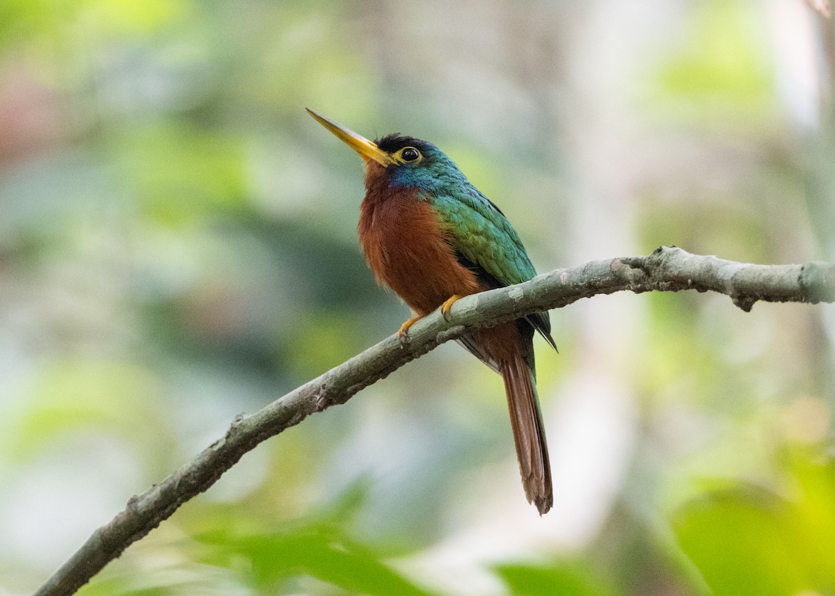 Blue-cheeked Jacamar - ML623854425