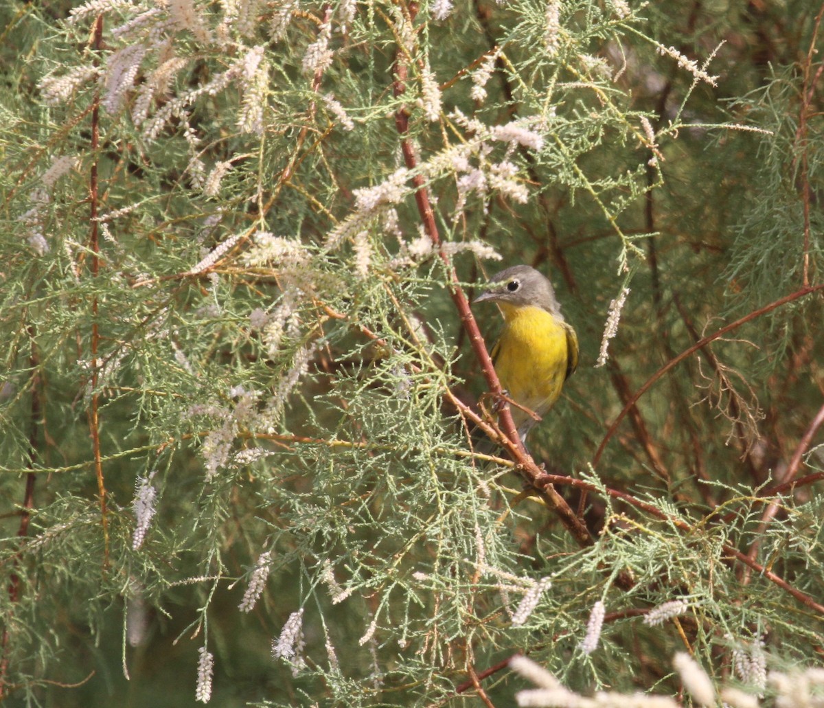 Nashville Warbler - ML623854431