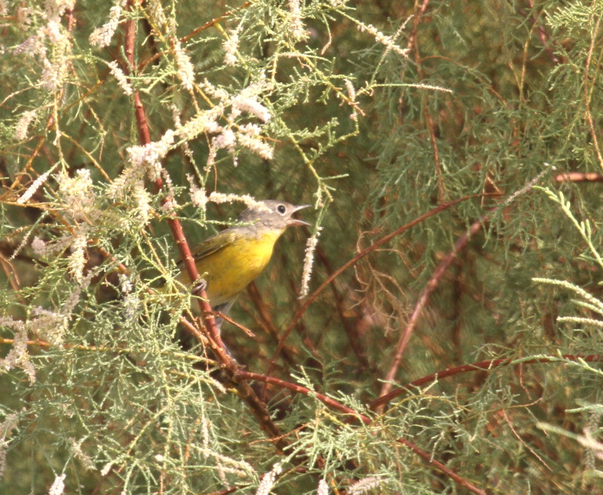 Nashville Warbler - ML623854432